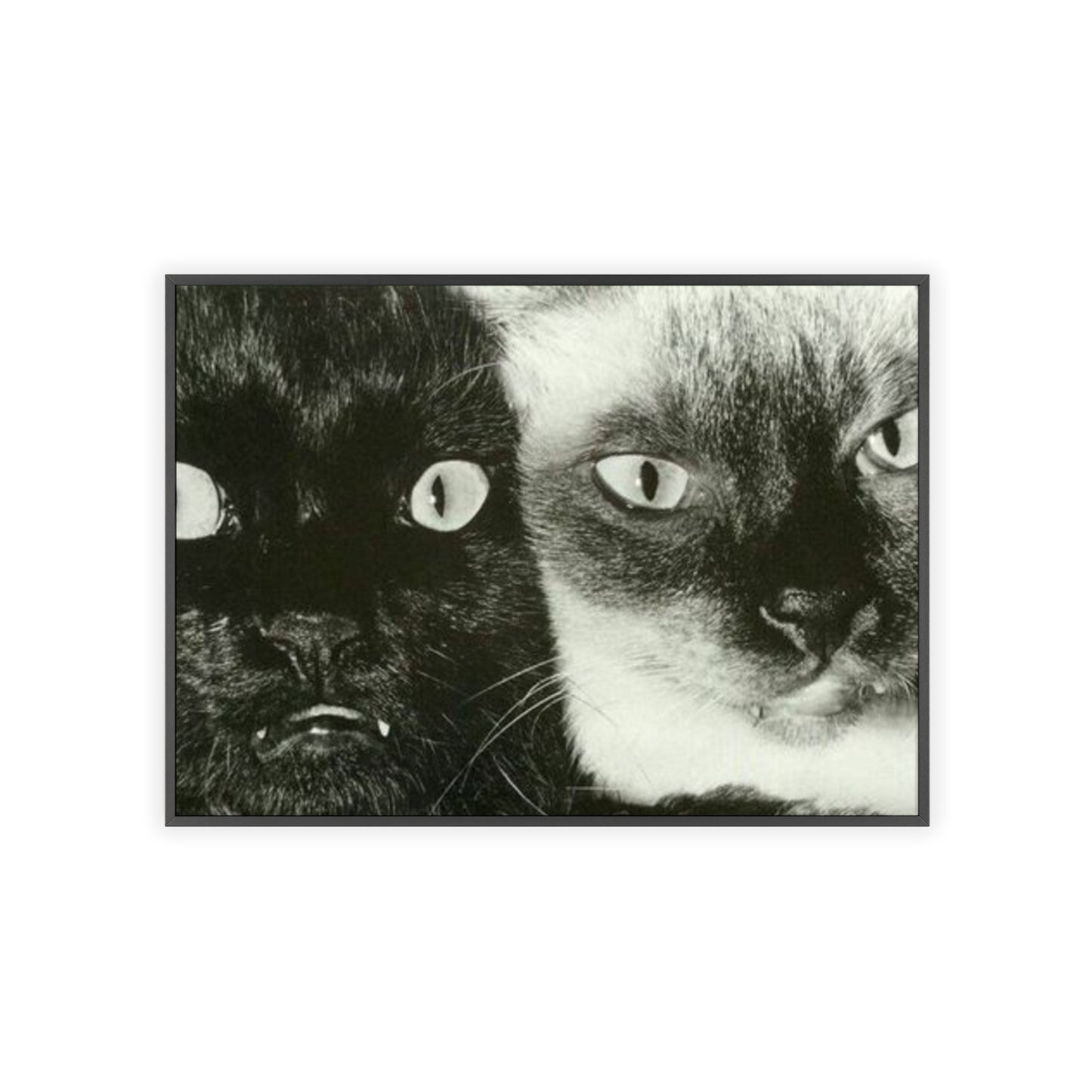 Meow - Framed Poster