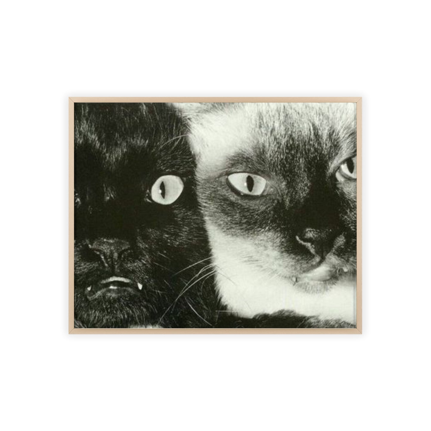 Meow - Framed Poster