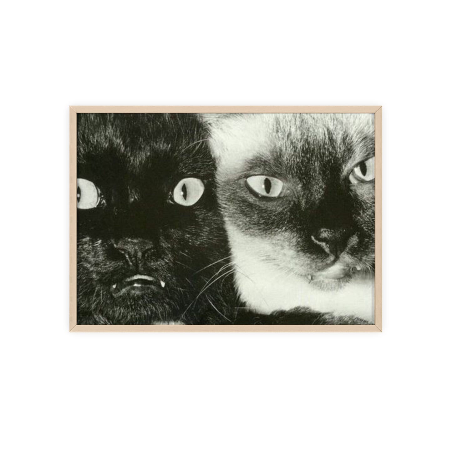 Meow - Framed Poster