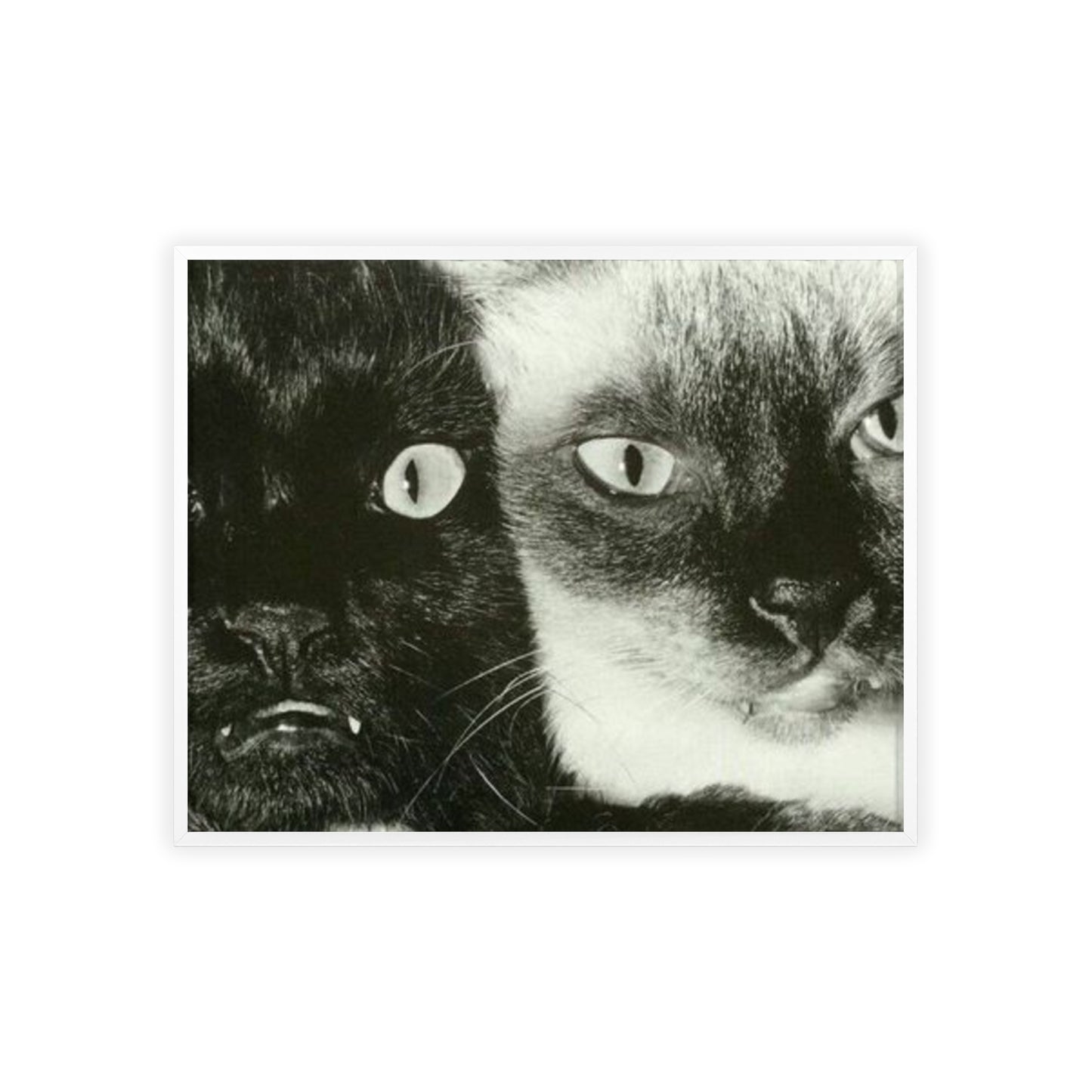 Meow - Framed Poster