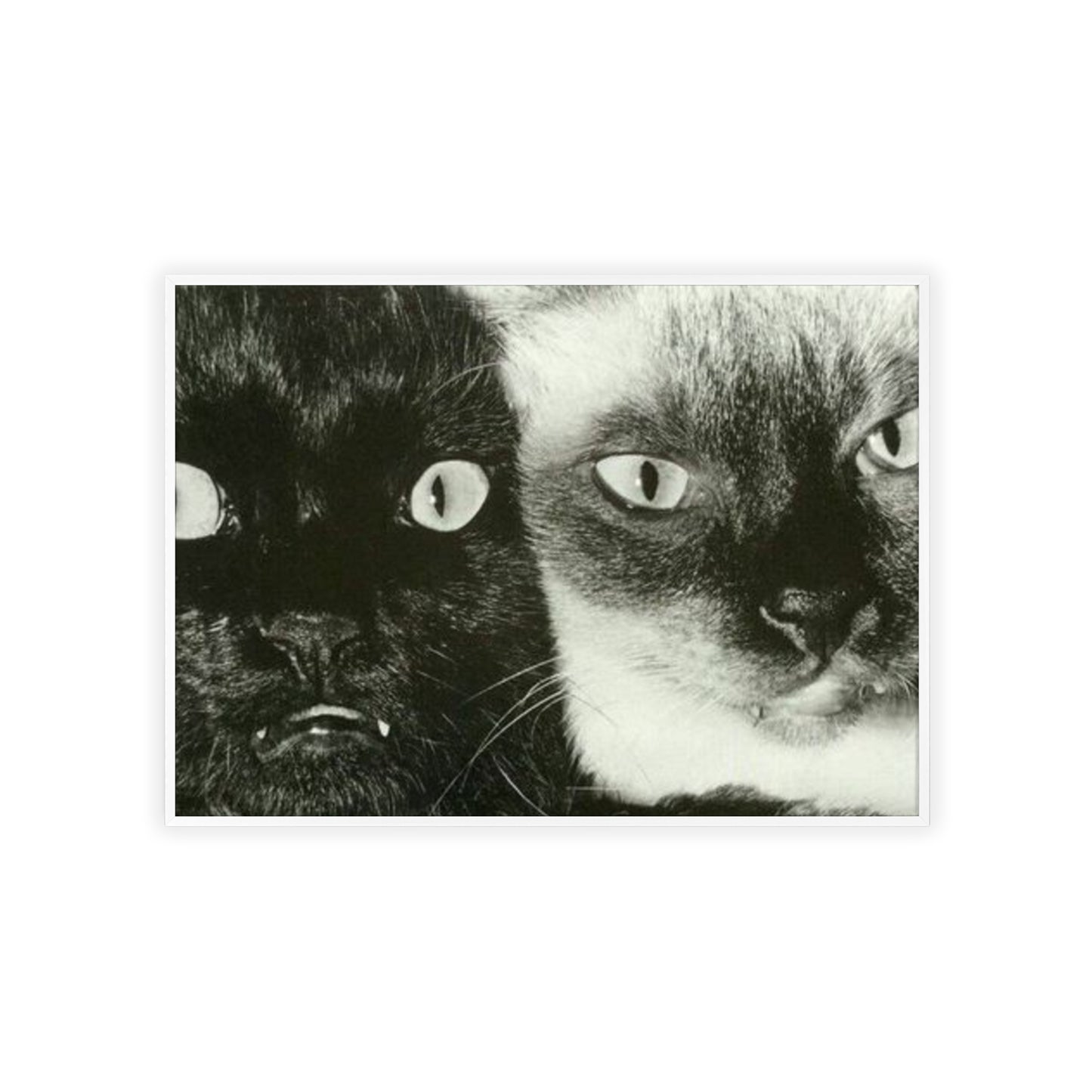 Meow - Framed Poster