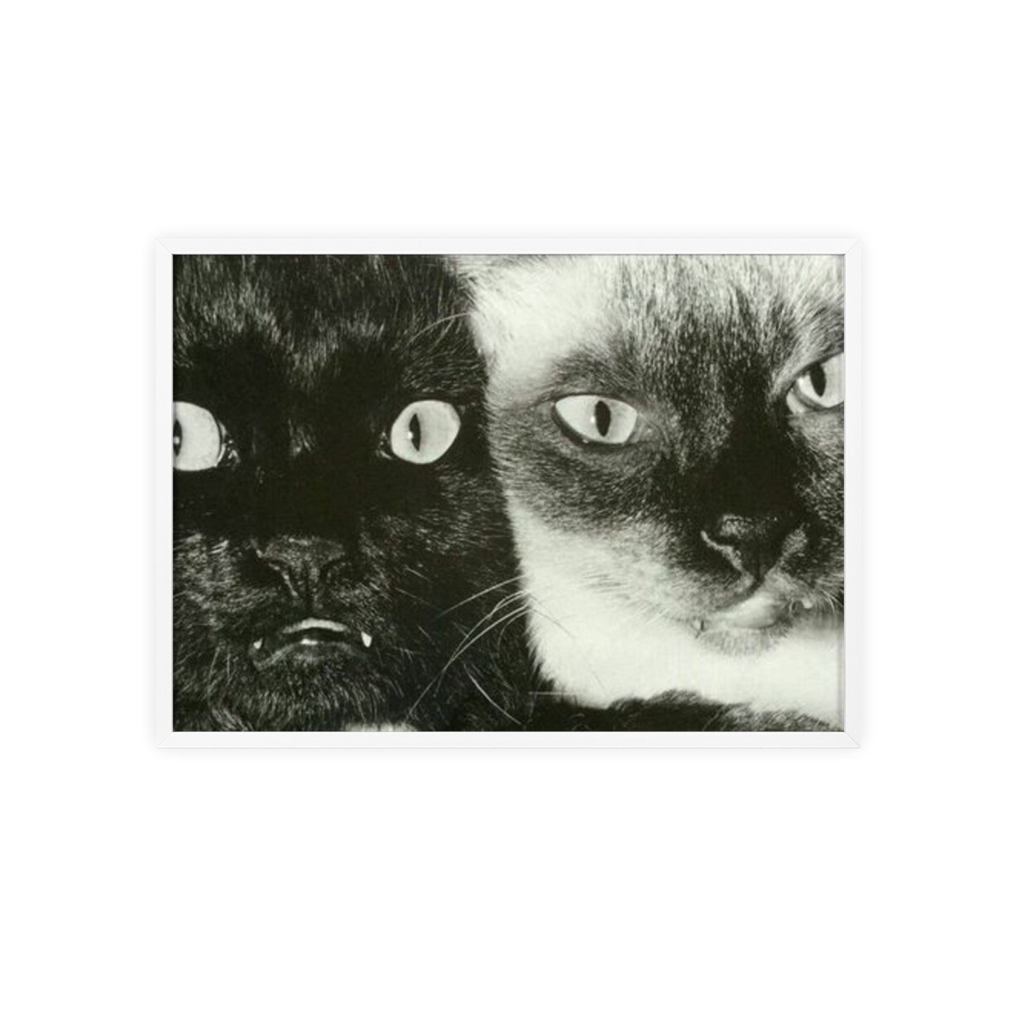 Meow - Framed Poster