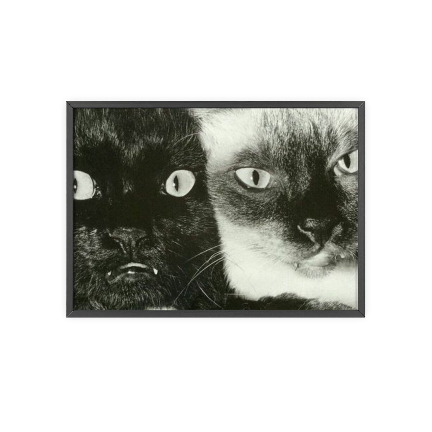 Meow - Framed Poster